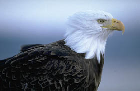 Águila