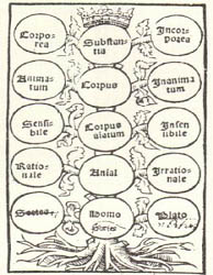 rbol de Porfirio